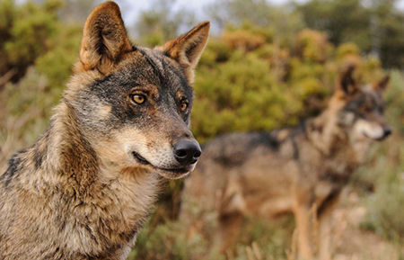 Un gran logro para la conservación del lobo