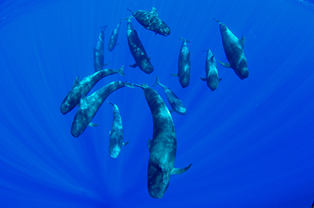 Protegiendo los paraísos marinos